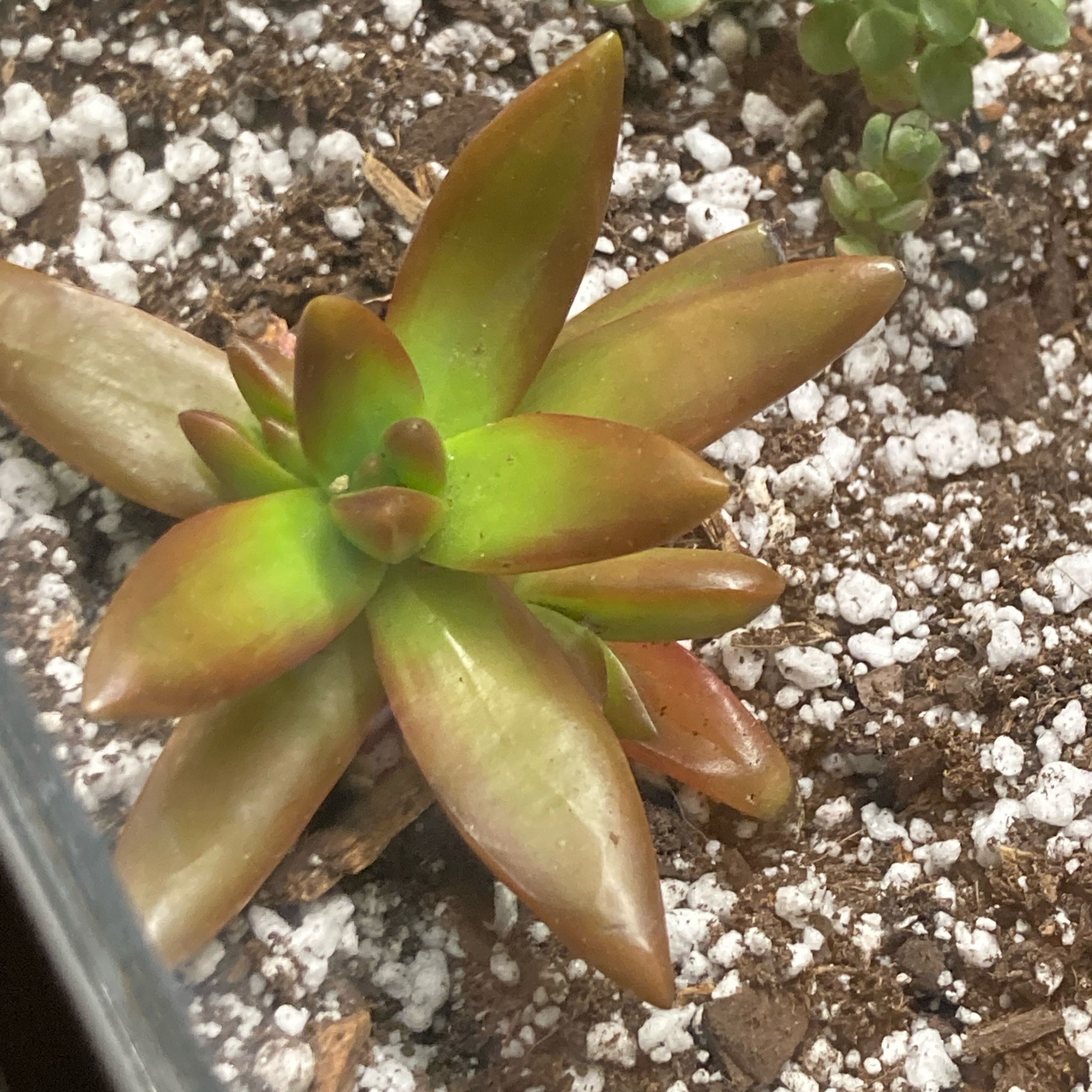Sedeveria 'Sorrento™' succulent with green and reddish-brown leaves in soil with perlite.