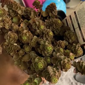 Plant care for Idea For Terrariums on Greg, the plant care app