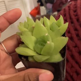 Photo of the plant species Haworthia cymbiformis var. cymbiformis by @GnarlyJacaranda named Figyonce on Greg, the plant care app