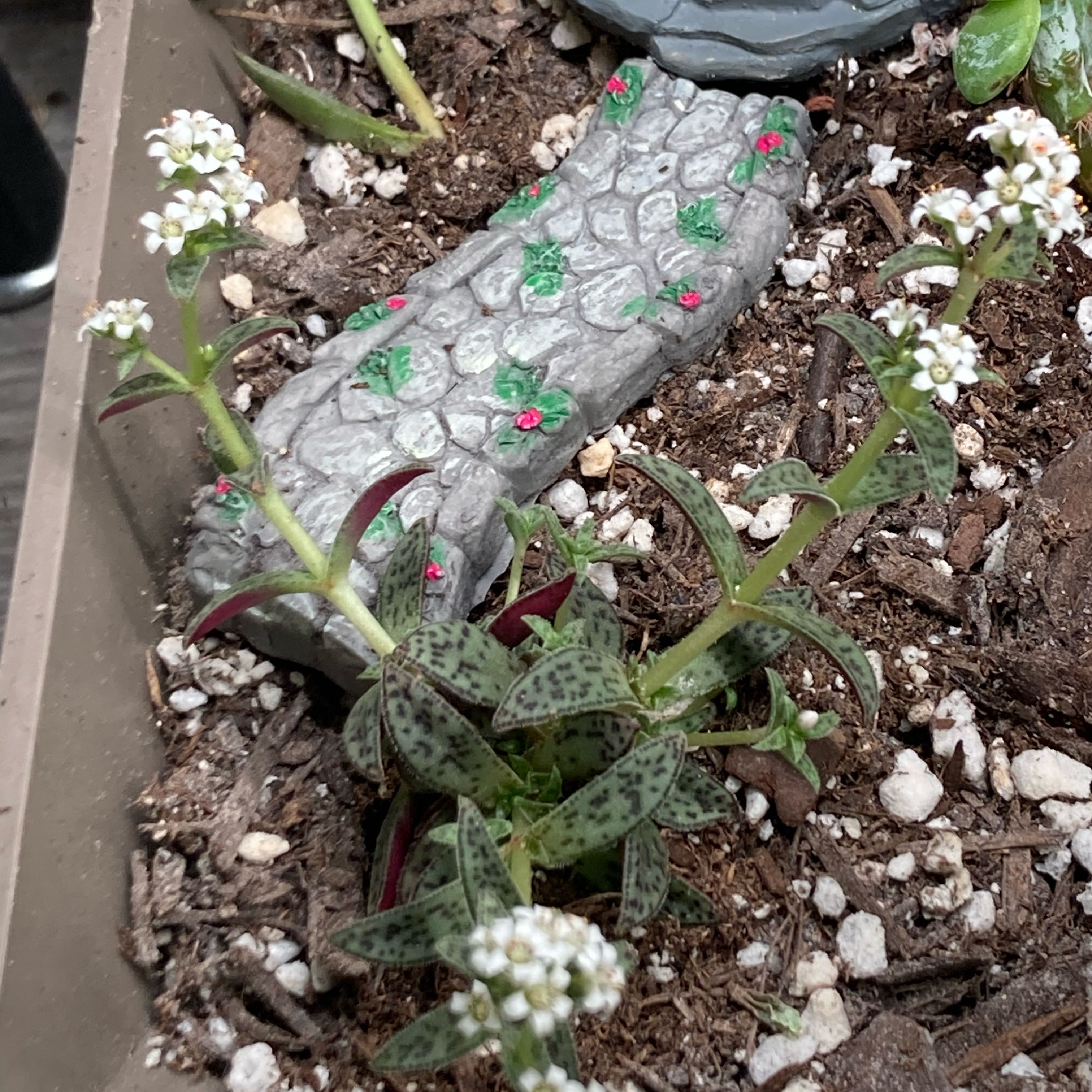 Photo of the plant species Tiger Jade by @GnarlyJacaranda named Zion on Greg, the plant care app