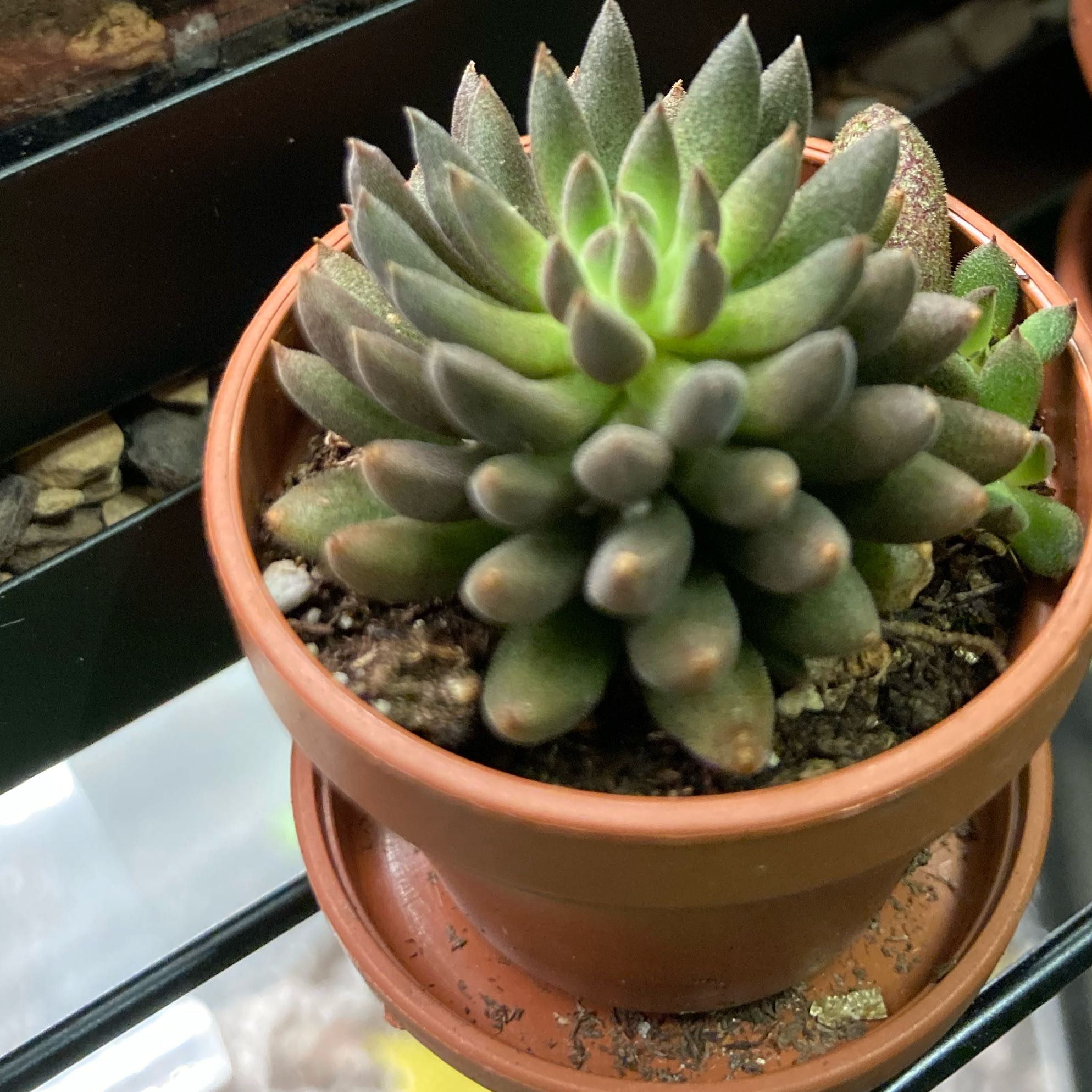 Photo of the plant species Crested Chinese Jade by @GnarlyJacaranda named Wall-E on Greg, the plant care app