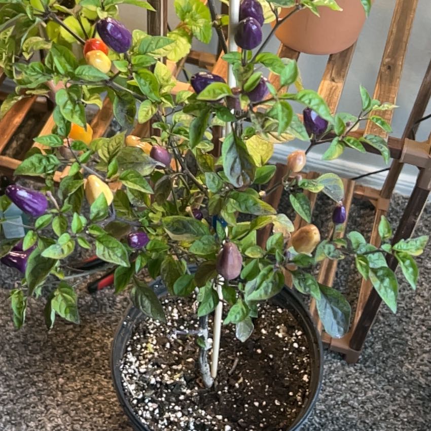Photo of the plant species Chinese Five Color Pepper by @MovingTormentil named Duke on Greg, the plant care app
