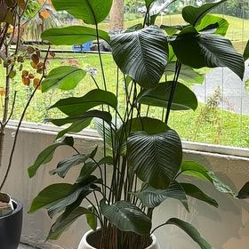 Photo of the plant species Sweet Prayer Plant by @ValidGinseng named Lola on Greg, the plant care app