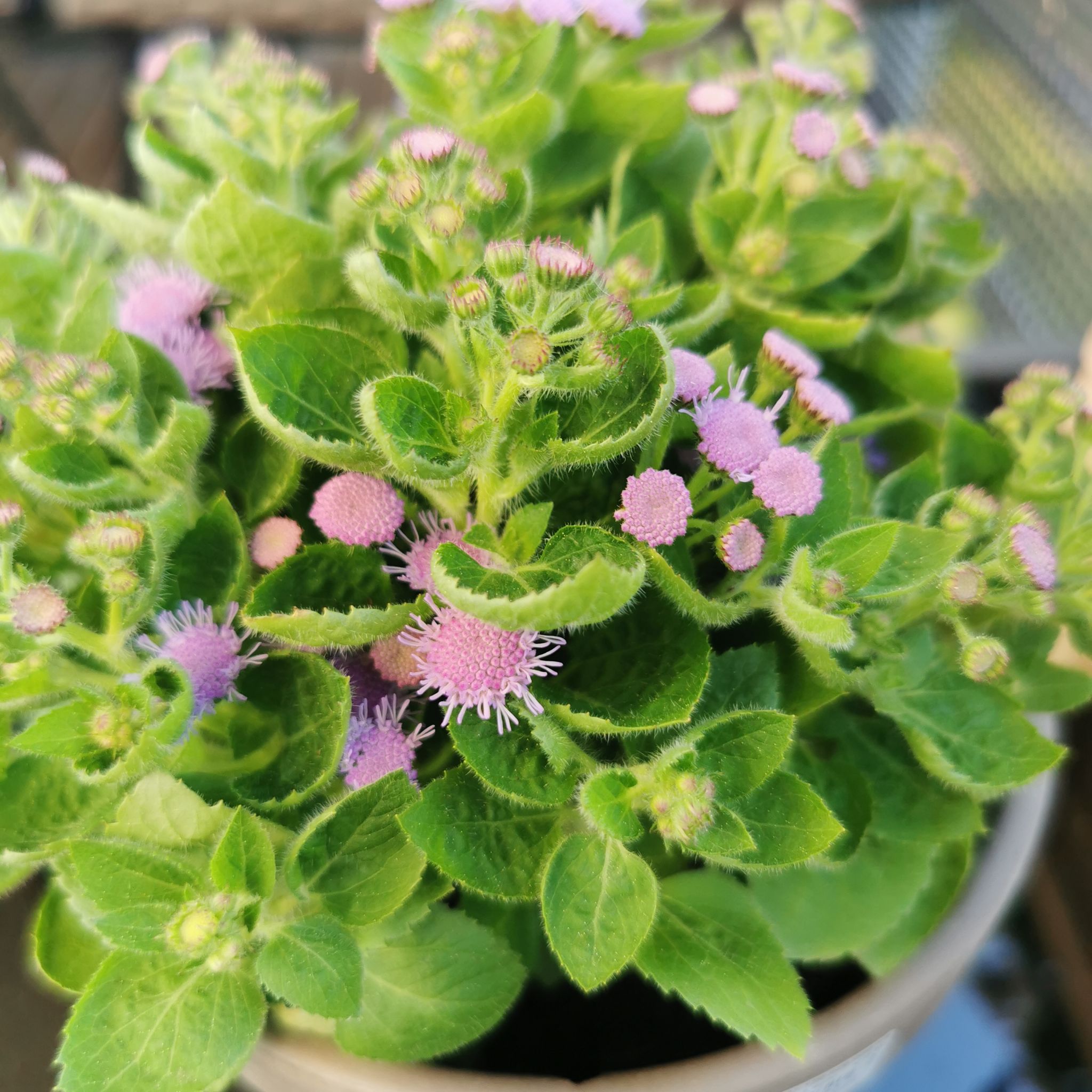 Blue Billygoat Weed plant with green leaves and purple flowers in a pot.