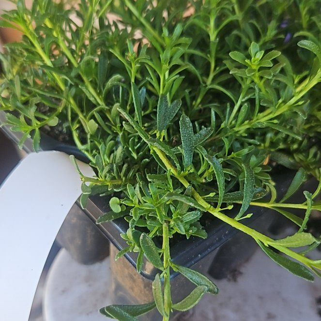 Photo of the plant species Dwarf Native-Myrtle by @TiptopBlueash named Leaf Erickson on Greg, the plant care app