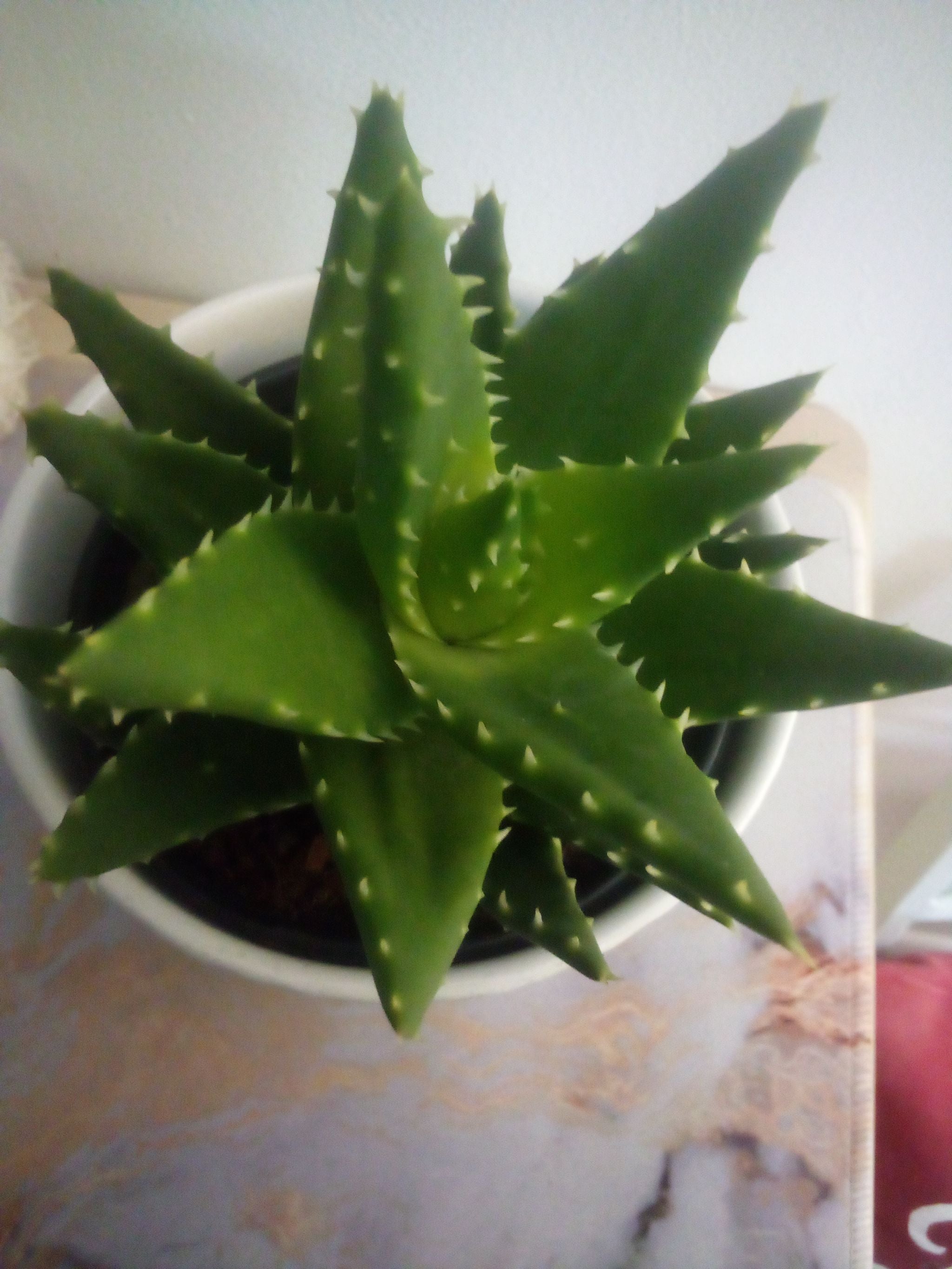 How to Care for Aloe 'Swordfish' Mastering Water, Sunlight & More