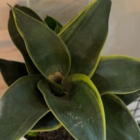 Photo of the plant species Sanseveria Superba by @DandyCreamcups named Walt on Greg, the plant care app
