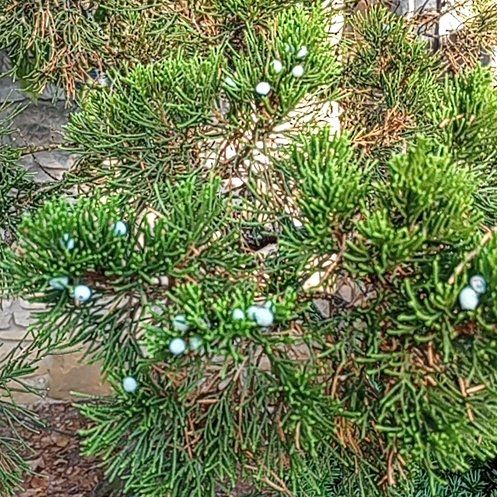 Photo of the plant species Savin Juniper by @FieryKūmarahou named Marilyn on Greg, the plant care app