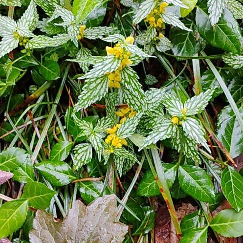 Photo of the plant species Yellow Archangel by @FieryKūmarahou named Pax on Greg, the plant care app