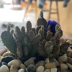 Bakersfield Beavertail Cactus plant