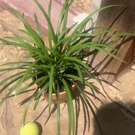Photo of the plant species Creeping lilyturf by @SaluteHappybean named Stella on Greg, the plant care app