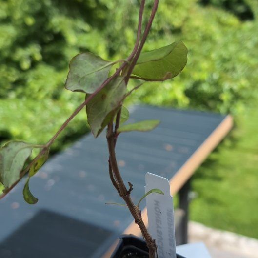 Photo of the plant species Dropmore Scarlet Trumpet Honeysuckle by @PerkyBlackpea named Lebron on Greg, the plant care app