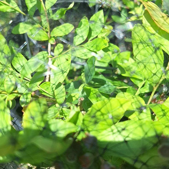 Photo of the plant species Wavyleaf Basketgrass by @EnormousApple named Aria on Greg, the plant care app