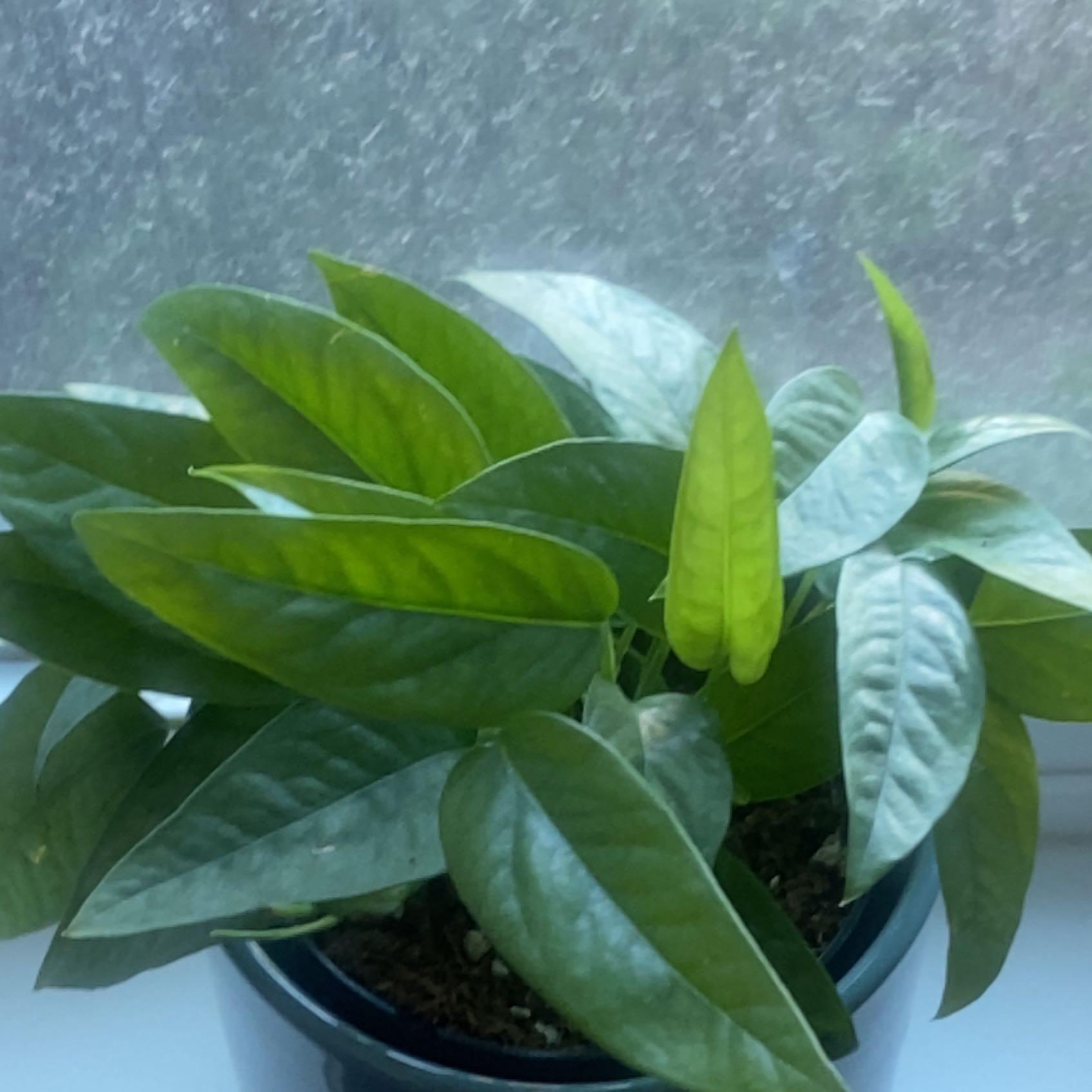 Cebu Blue Pothos plant in a pot with healthy green leaves.