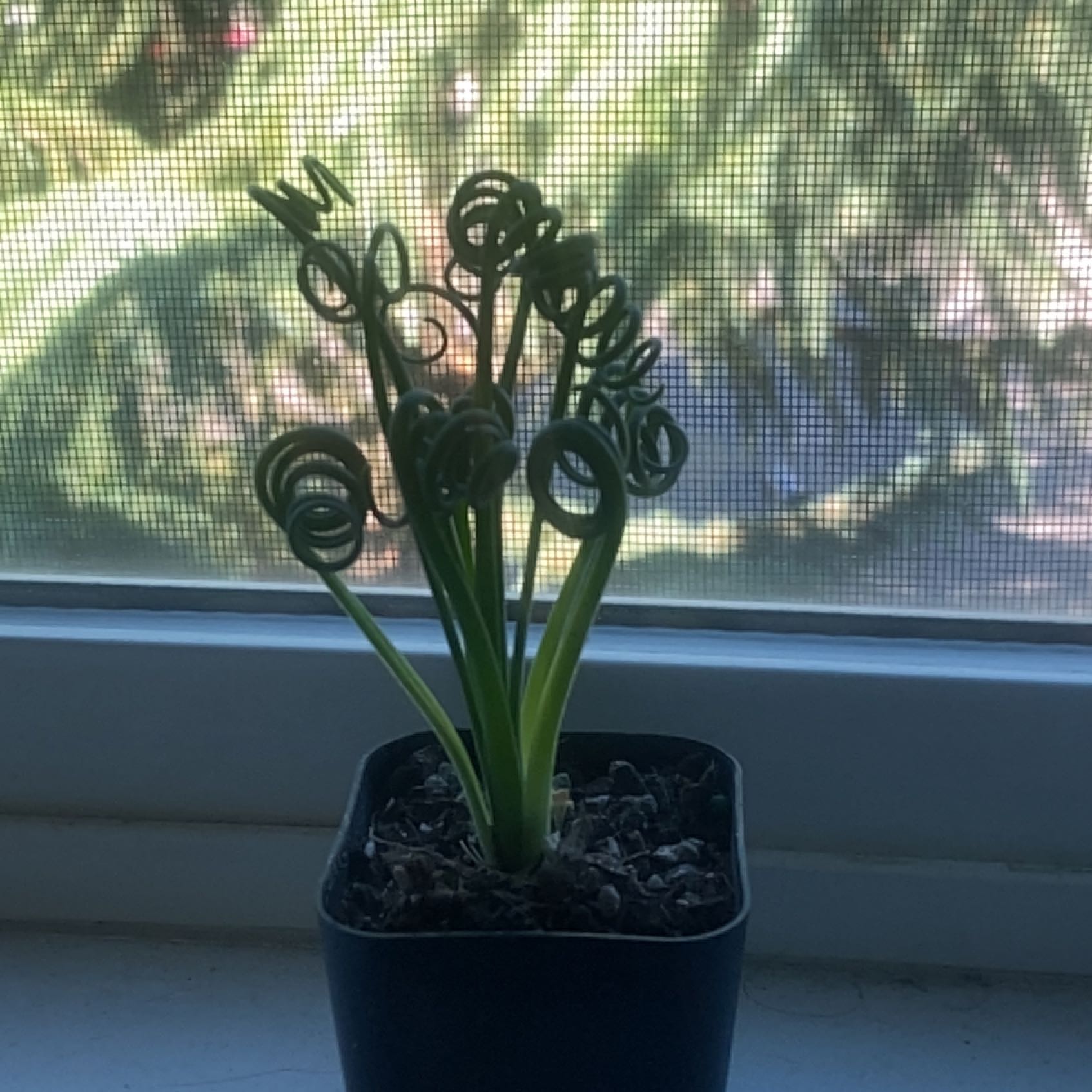 Potted Frizzle Sizzle plant with curly leaves on a windowsill.