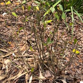Photo of the plant species Gardenia augusta 'Florida' by @TerrificTarbush named Spike Leaves on Greg, the plant care app