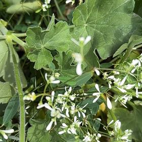 Photo of the plant species Cretan Bryony by @LimberRubyball named Dolores on Greg, the plant care app