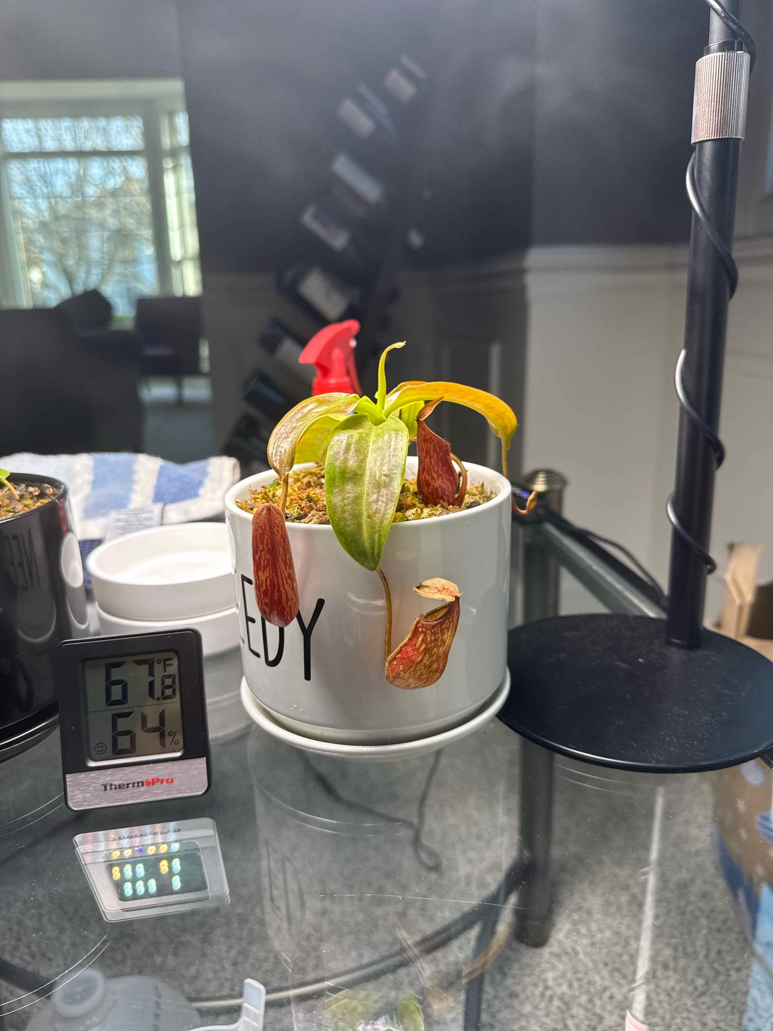 Photo of the plant species Nepenthes St Gaya by @DrivenCactus named Gaia on Greg, the plant care app