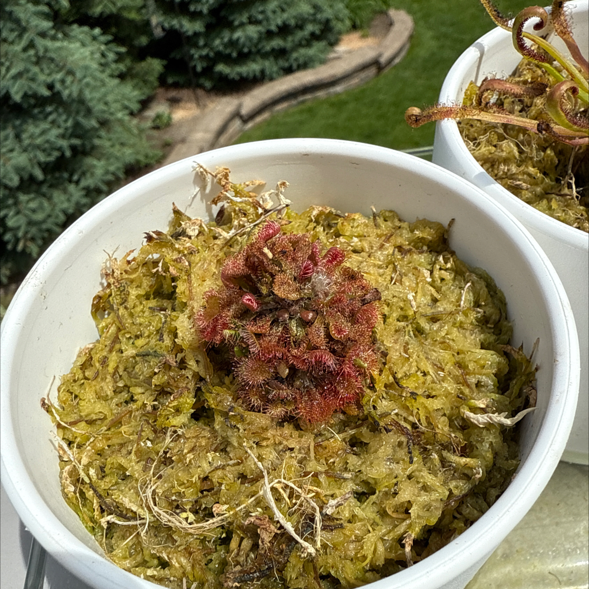 Photo of the plant species Spoon Leaf Sundew by @DrivenCactus named Spork on Greg, the plant care app