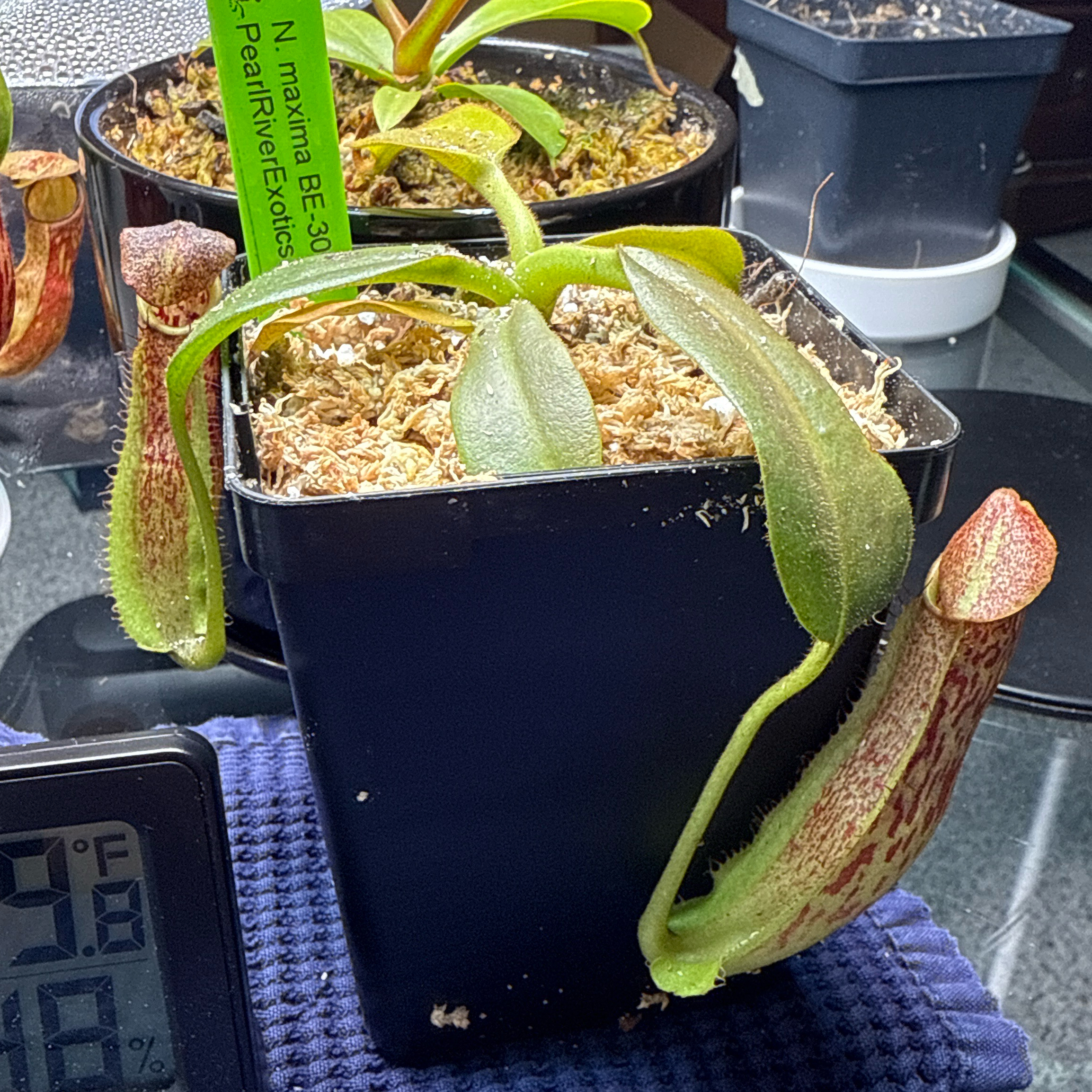 Photo of the plant species Nepenthes maxima by @DrivenCactus named Verstappen on Greg, the plant care app