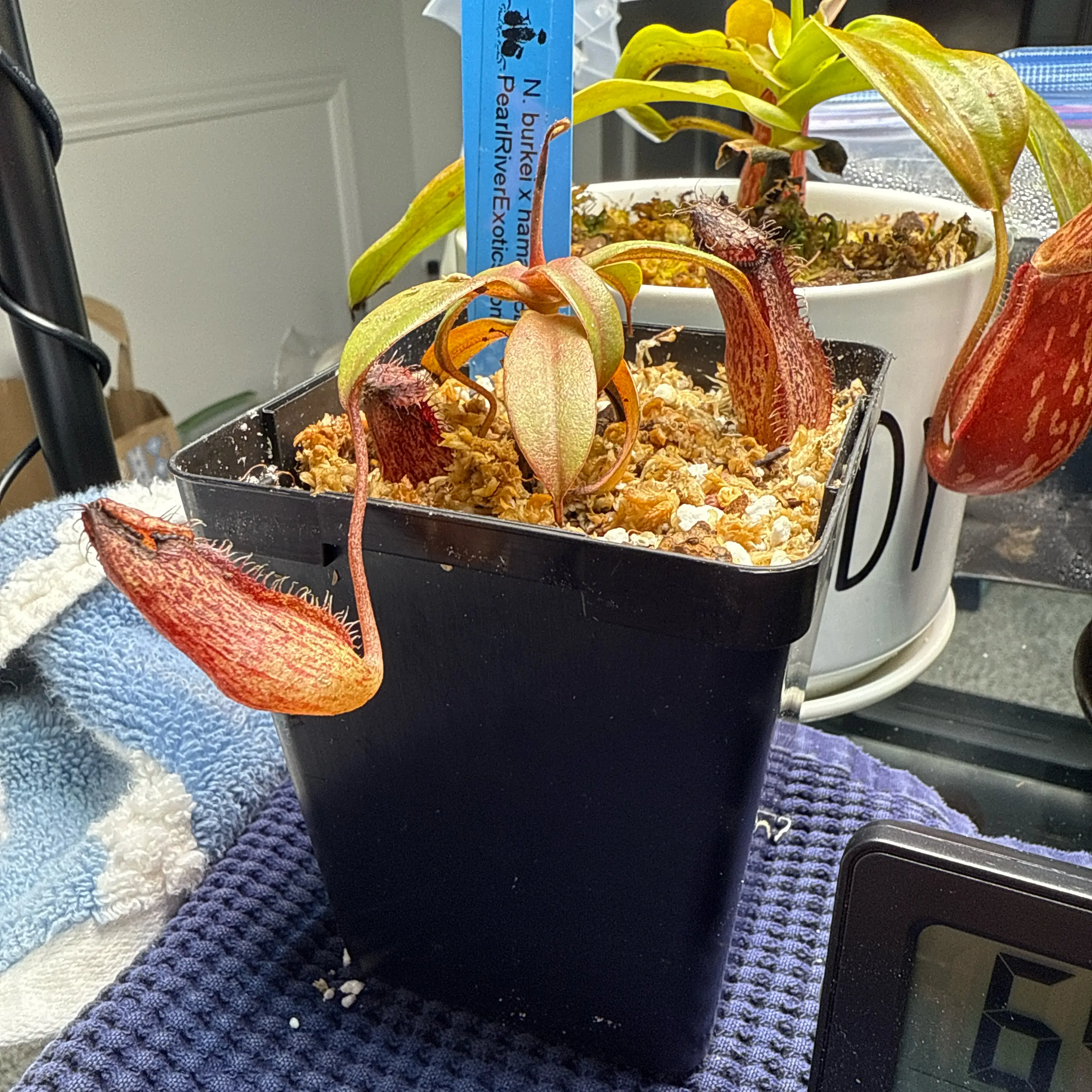 Photo of the plant species Nepenthes burkei by @DrivenCactus named Hamilton on Greg, the plant care app