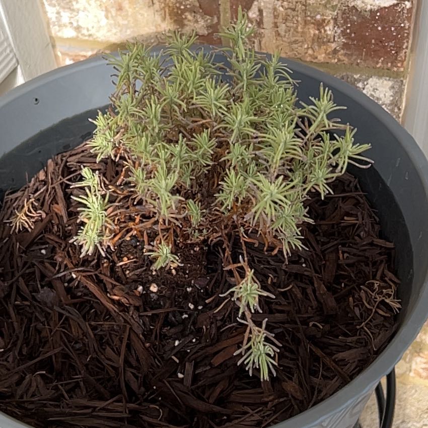 Photo of the plant species Anouk Supreme Spanish Lavender by @LoyalPanamatree named Delilah on Greg, the plant care app