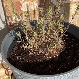 Photo of the plant species Anouk Supreme Spanish Lavender by @LoyalPanamatree named Gobi on Greg, the plant care app
