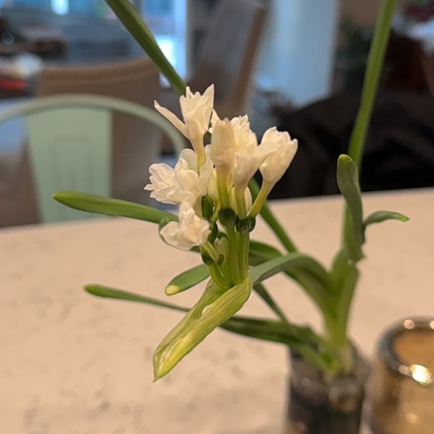 Photo of the plant species Cord Moss by @SuperDateplum named Treeyoncé on Greg, the plant care app