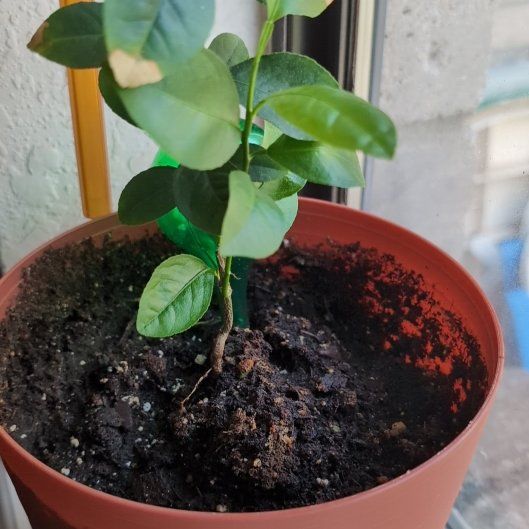 Photo of the plant species Limon Criollo by @PureSourcherry named Sage on Greg, the plant care app