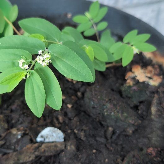 Photo of the plant species Graceful Sandmat by @PureSourcherry named Navajo on Greg, the plant care app
