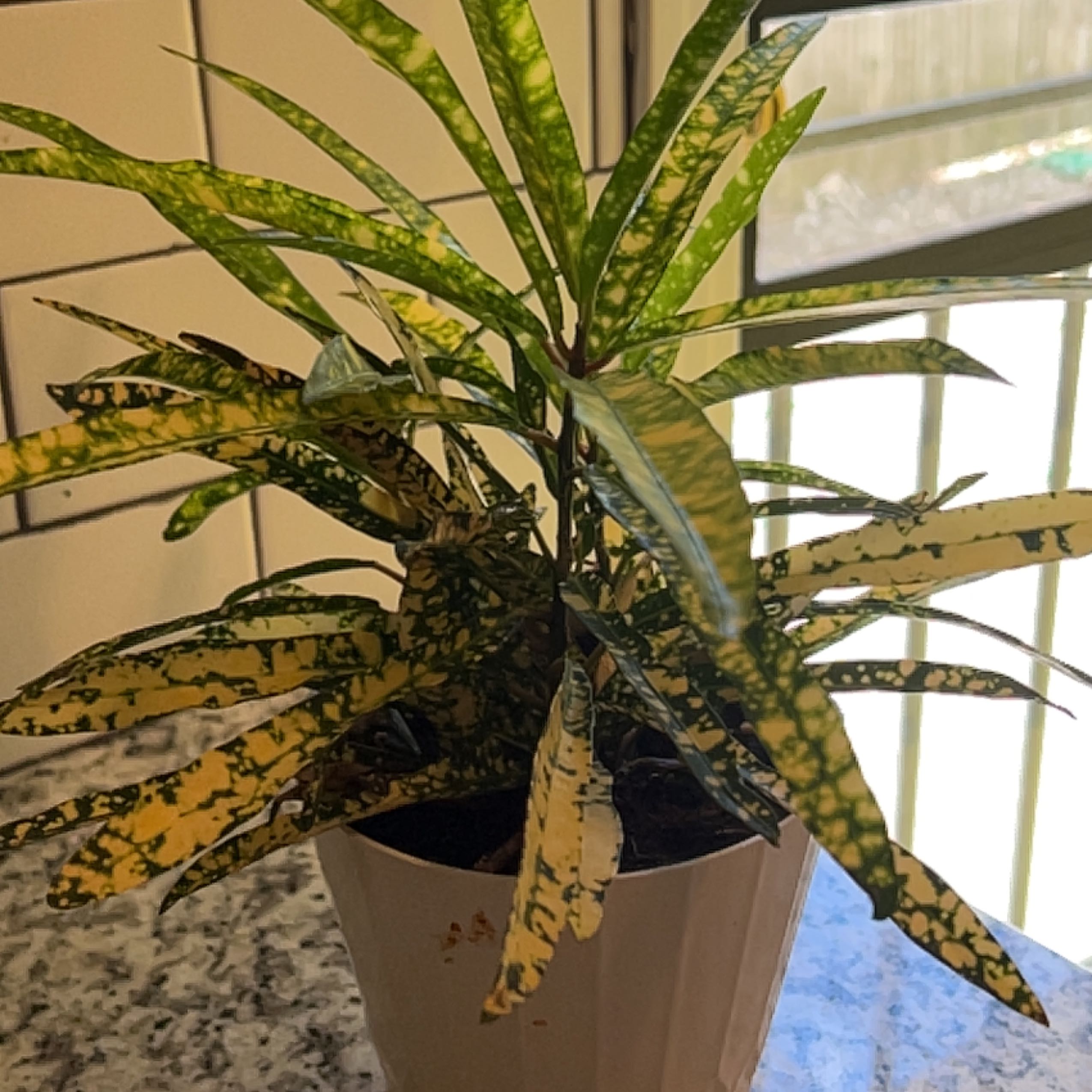 Photo of the plant species Superstar Croton by @WiseGreenflame named Rosa on Greg, the plant care app
