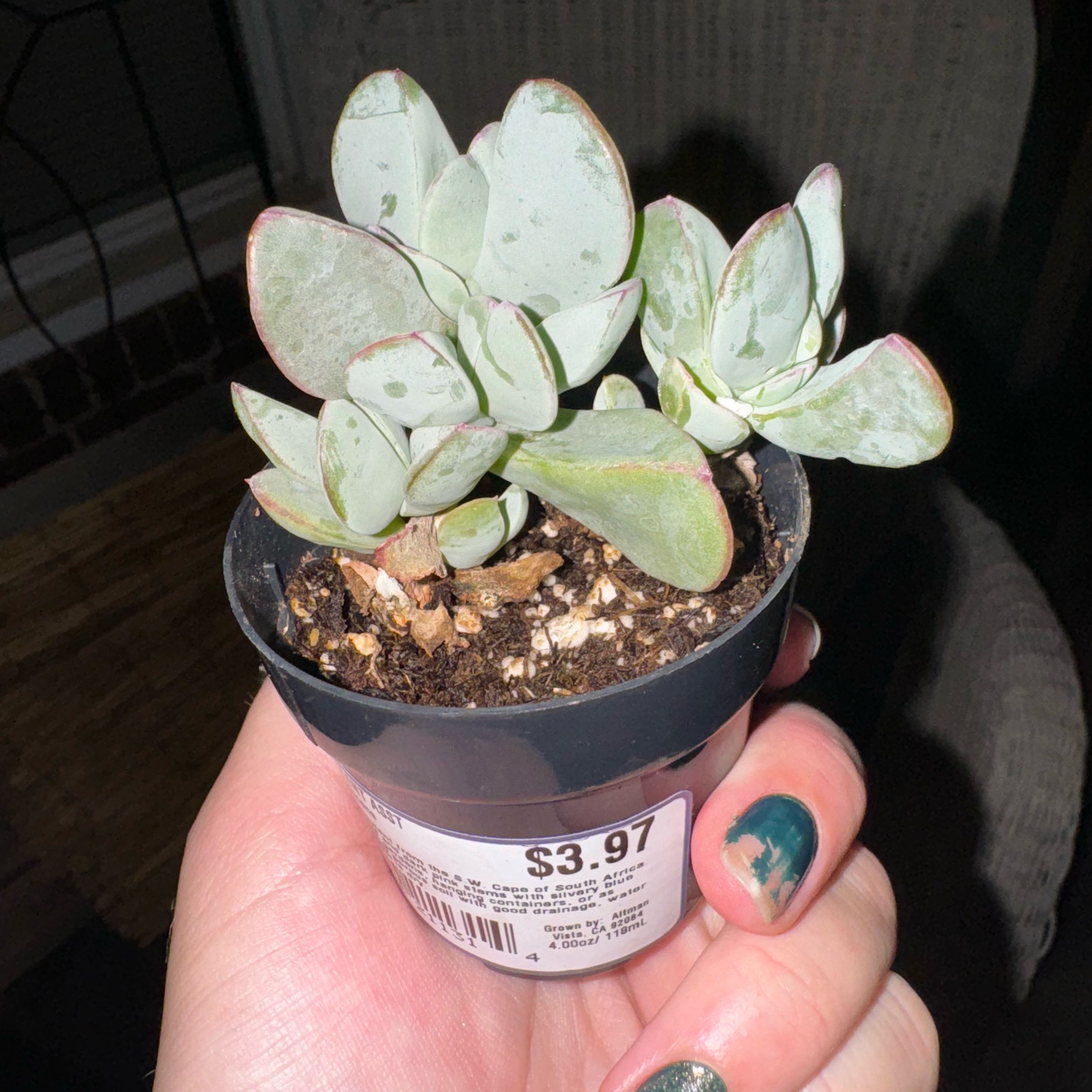 Photo of the plant species Oscularia caulescens by @RadMatamaranth named Stella on Greg, the plant care app