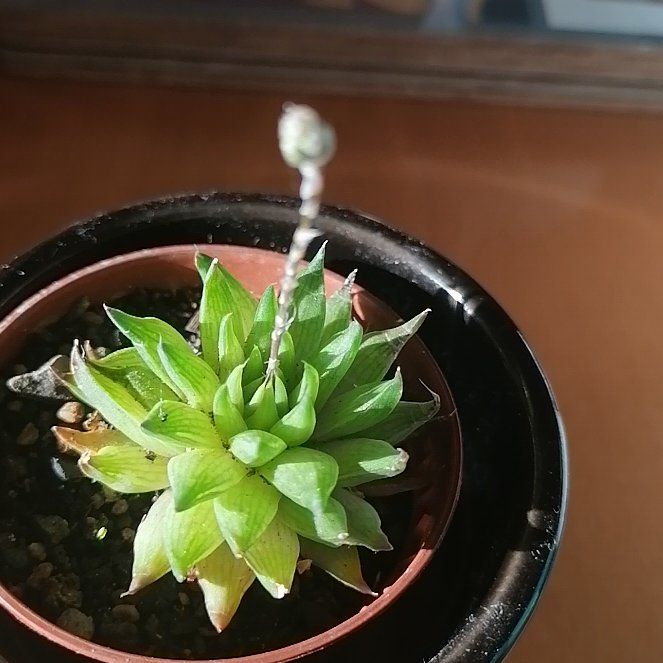 Photo of the plant species Haworthia Cooperi var. Cooperi by @ClearOnion named Nemo on Greg, the plant care app