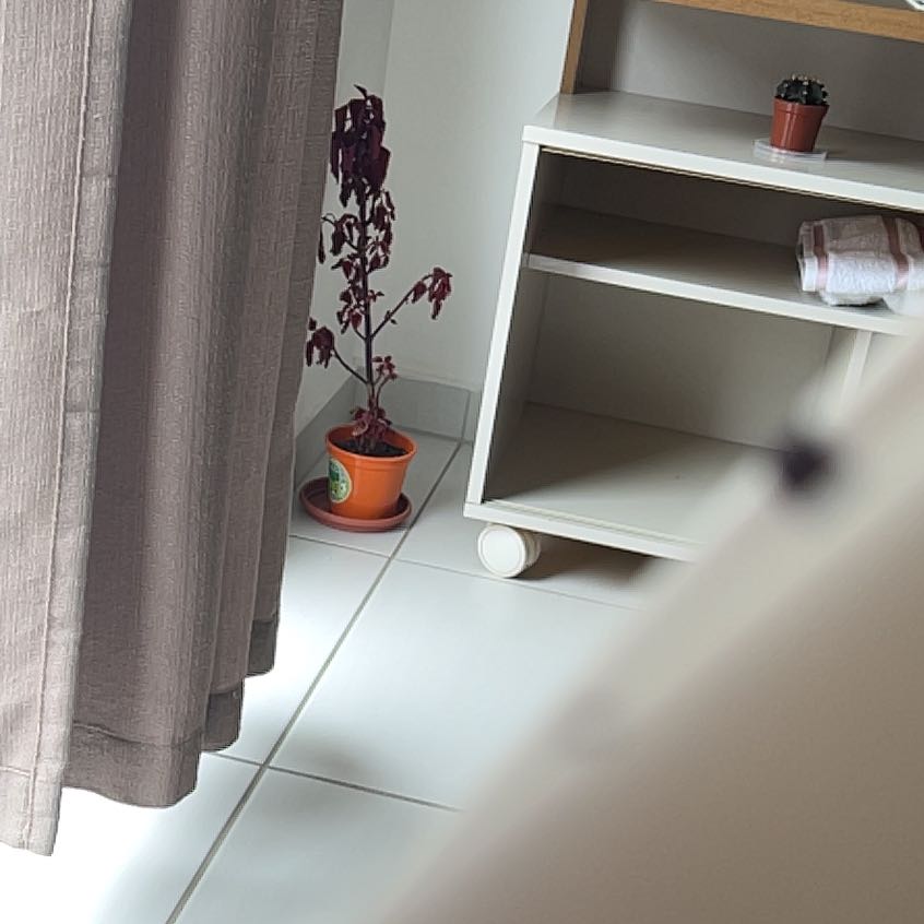 Photo of the plant species River Walk Coleus by @IconMondograss named Kardashian on Greg, the plant care app