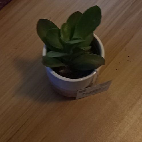 Photo of the plant species dolomite tricolor succulent by @VeridicalPotato named Kalanchoe(Lil dragon) on Greg, the plant care app