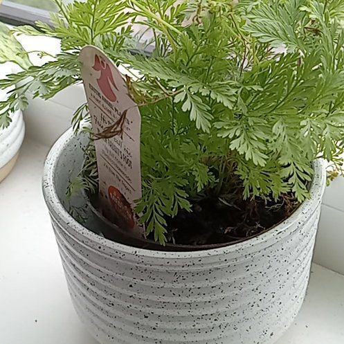 Photo of the plant species Black Rabbit's Foot by @FlyingBoxholly named Black on Greg, the plant care app
