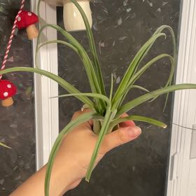 Photo of the plant species Curly Slim Air Plant by @CoolBrooklime named Tree Diddy on Greg, the plant care app