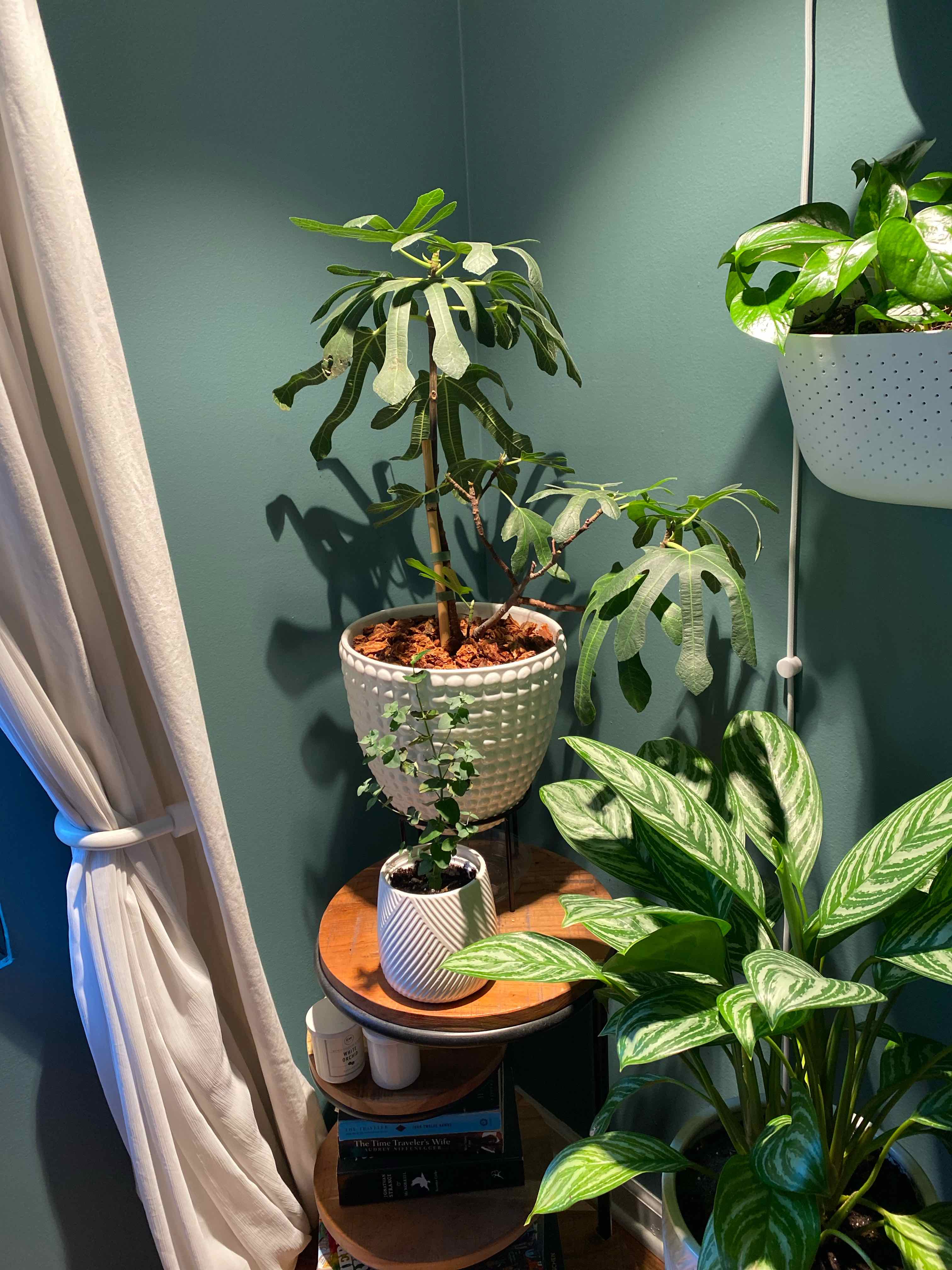 Brown Turkey Fig plant in a pot on a wooden stand, with other plants in the background.