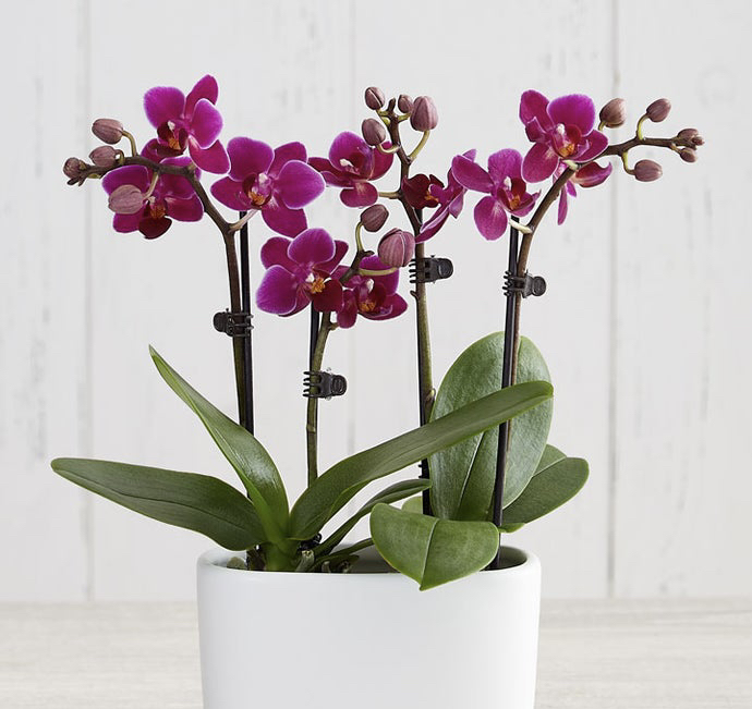 Photo of the plant species Mini Phalaenopsis Orchid by @LinaValenz named Phalaenopsis Orchid Mini on Greg, the plant care app