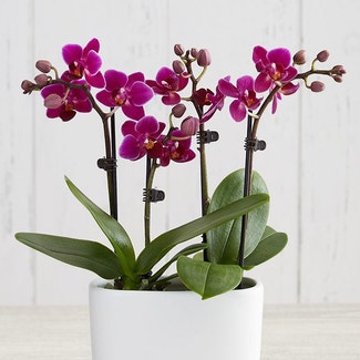 Mini Phalaenopsis Orchid plant in Des Plaines, Illinois