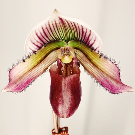 Photo of the plant species Venus Slipper by @LinaValenz named Paphiopedilum Wardii on Greg, the plant care app