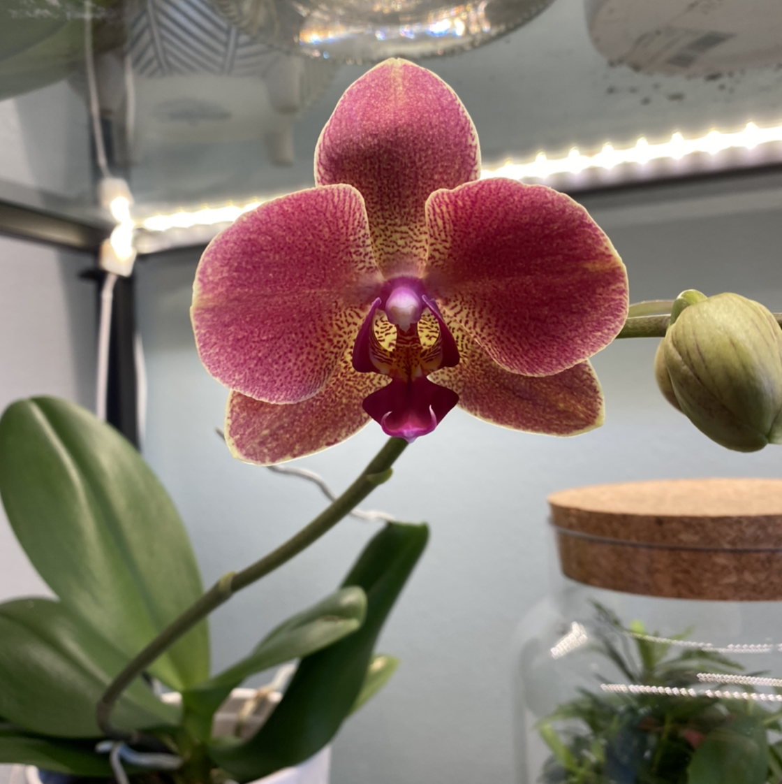 A healthy Phalaenopsis orchid with vibrant flowers and green leaves.
