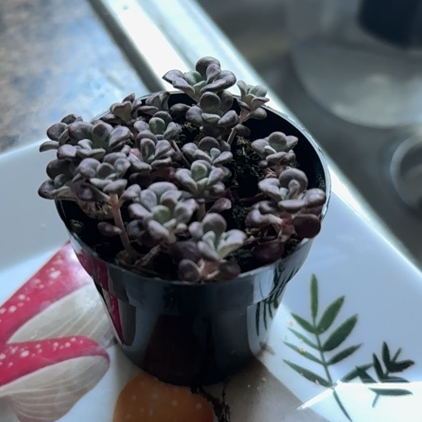 Photo of the plant species Sedum spathulifolium 'Carnea' by @ShinyRaspfern named Clooney on Greg, the plant care app