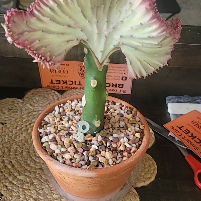 Photo of the plant species Red Euphoria Cactus by @ZippyKūmarahou named Denali on Greg, the plant care app