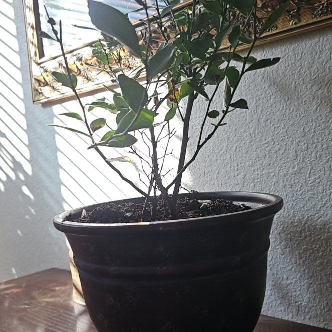 Photo of the plant species Mini Blues Blueberry Bush by @FashionerOlneya named Sahara on Greg, the plant care app