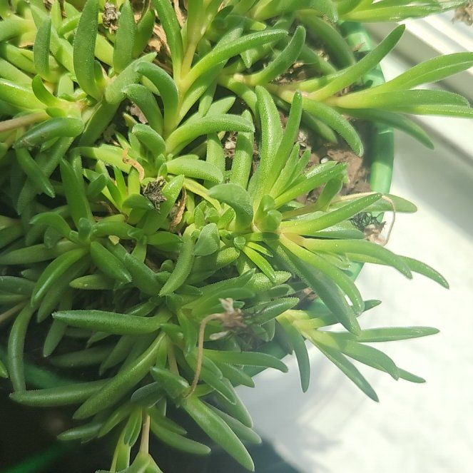 Photo of the plant species Jewel of Desert Rosequartz Ice Plant by @TankGrrlTX named Aristotle on Greg, the plant care app