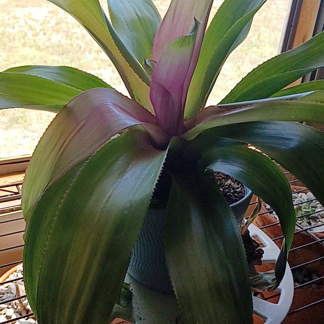 Photo of the plant species Grove Cotton Candy by @angelagreen named Pinky on Greg, the plant care app