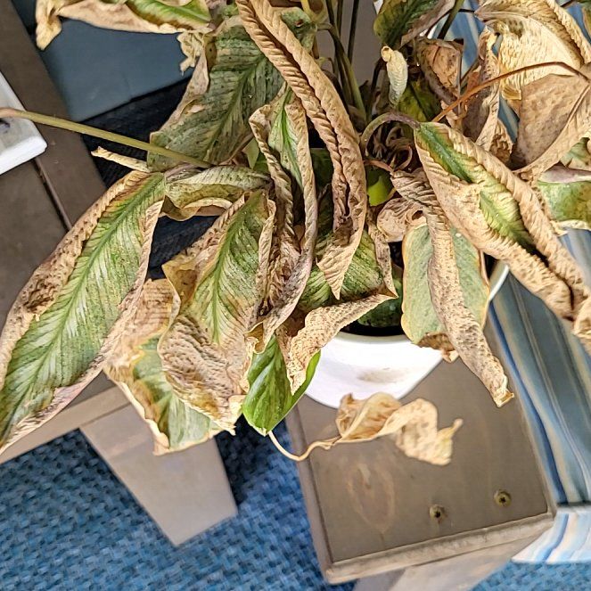 Photo of the plant species Feather Touch Calathea by @QueenNiaouli named Khaleesi on Greg, the plant care app