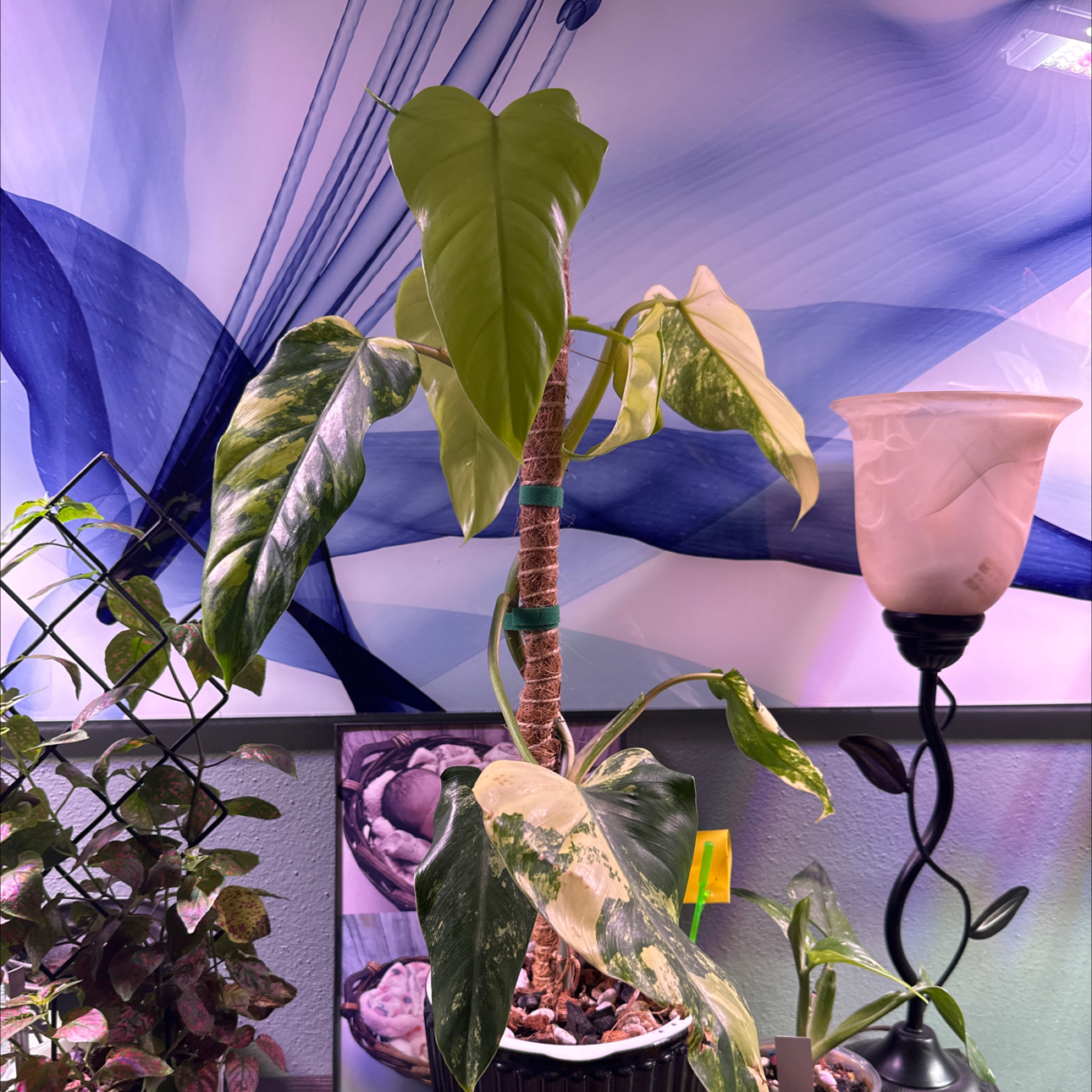 Photo of the plant species Spadeleaf Philodendron by @M75pacheco named Aristotle on Greg, the plant care app