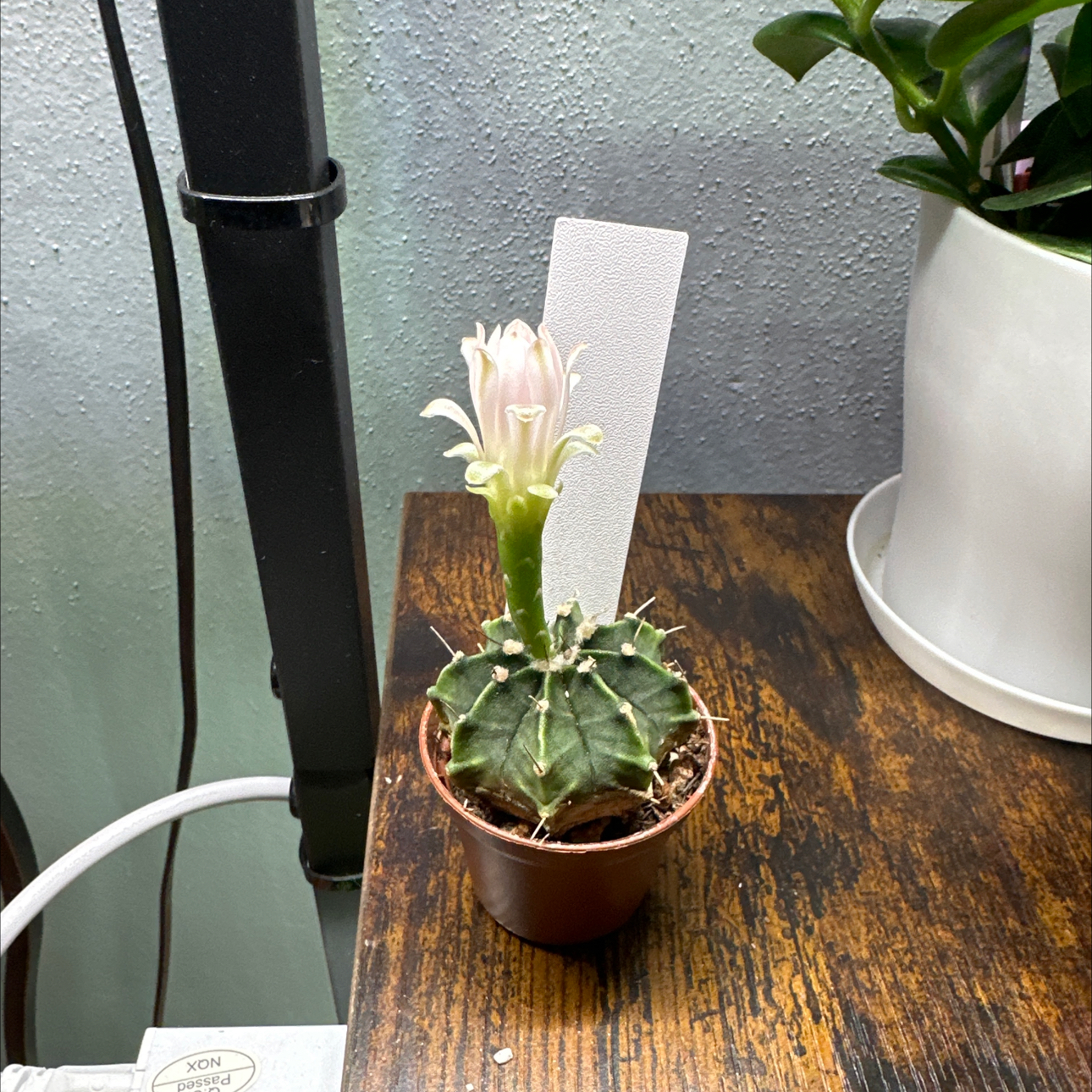 Photo of the plant species Rose Plaid Cactus by @M75pacheco named Surya on Greg, the plant care app